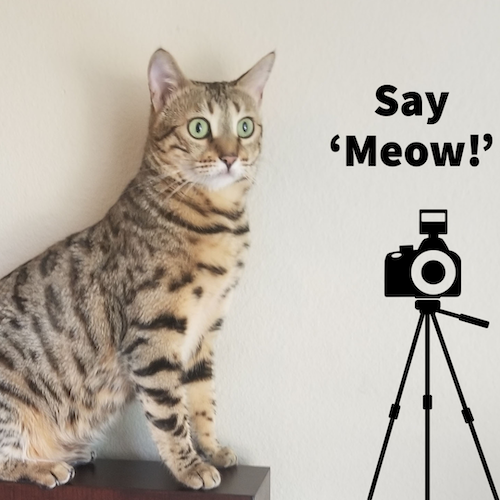 Say Meow Kitty Photography